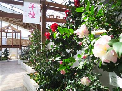 大分農業文化公園 椿まつり