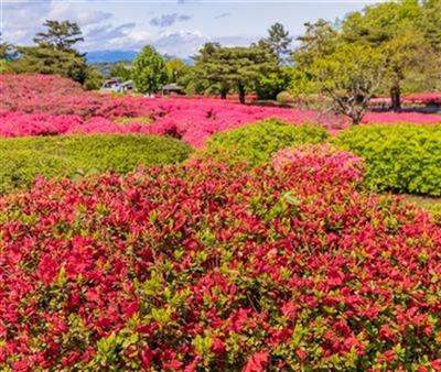 伊豆5月_東伊豆・小室山満開のツツジ