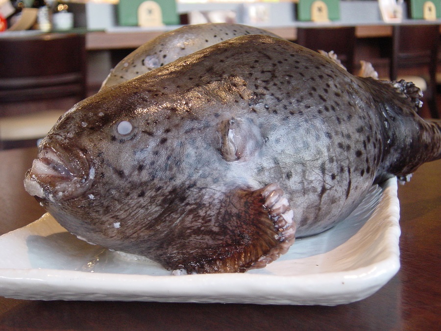 うろこがなくヌメヌメとしたユニークな風貌の「ごっこ」 うろこがなくヌメヌメとしたユニークな風貌の「ごっこ」