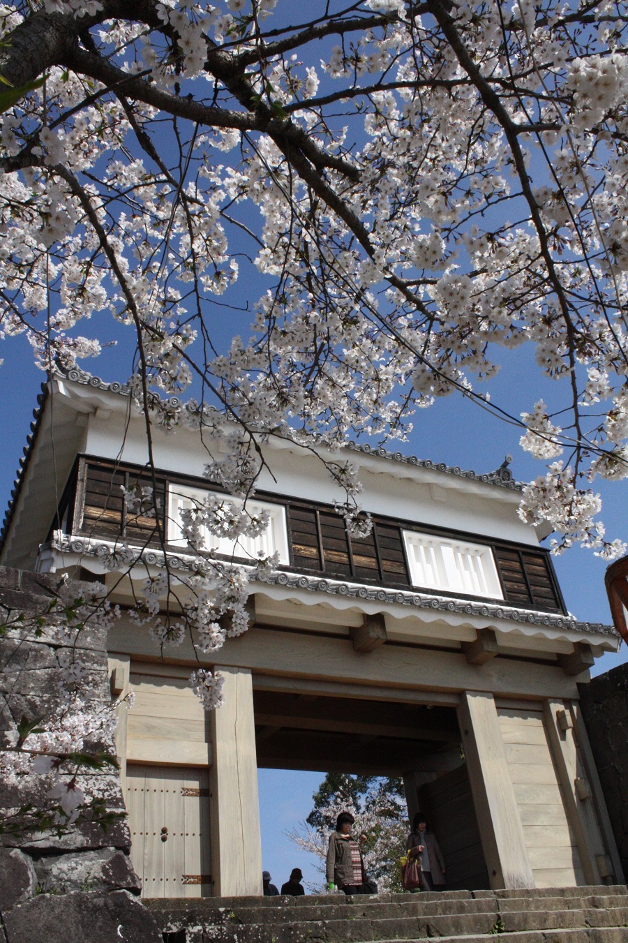 県南一の桜 臼杵城址桜まつり 開催 ニュース たびらい 県南一の桜 臼杵城址桜まつり 開催 ニュース たびらい