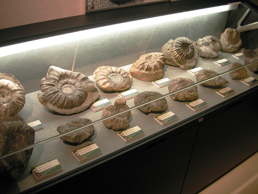 個人所有のアンモナイトを目にする機会