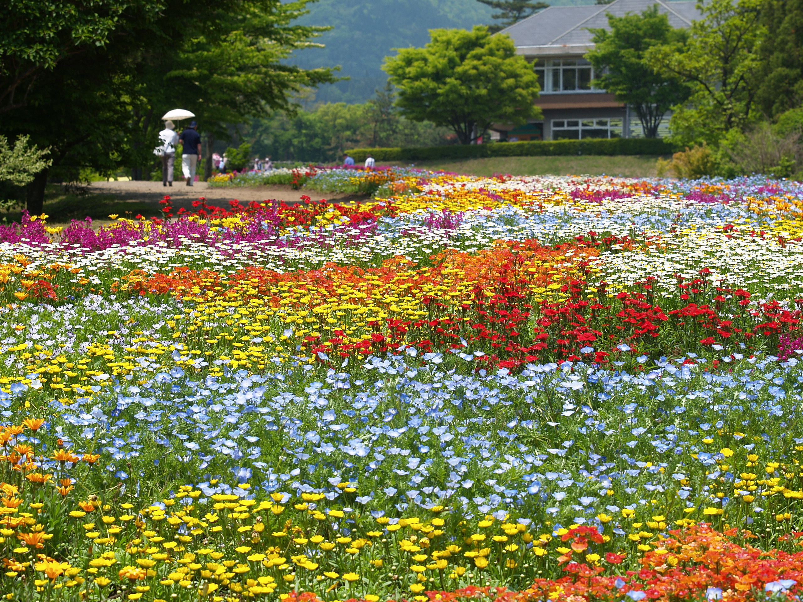 100万株の花々が咲き誇る