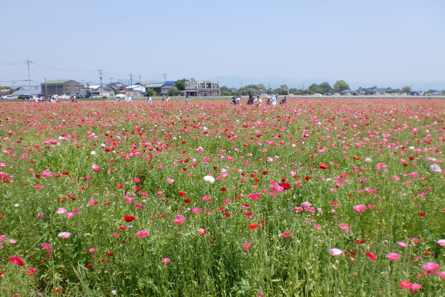 赤やピンクのポピーが、花の絨毯のように彩られる