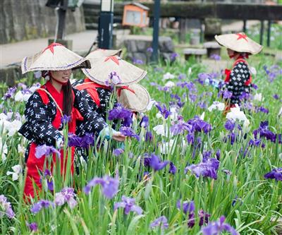 「高瀬裏川花しょうぶまつり」で咲きそろう花しょうぶ