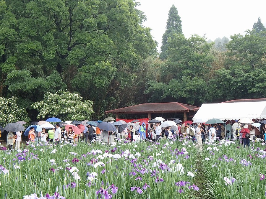 多くの人でにぎわう「神楽女湖花しょうぶ観賞会」 多くの人でにぎわう「神楽女湖花しょうぶ観賞会」