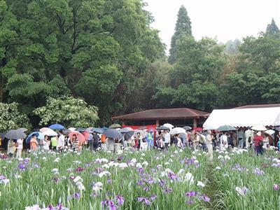 多くの人でにぎわう「神楽女湖花しょうぶ観賞会」