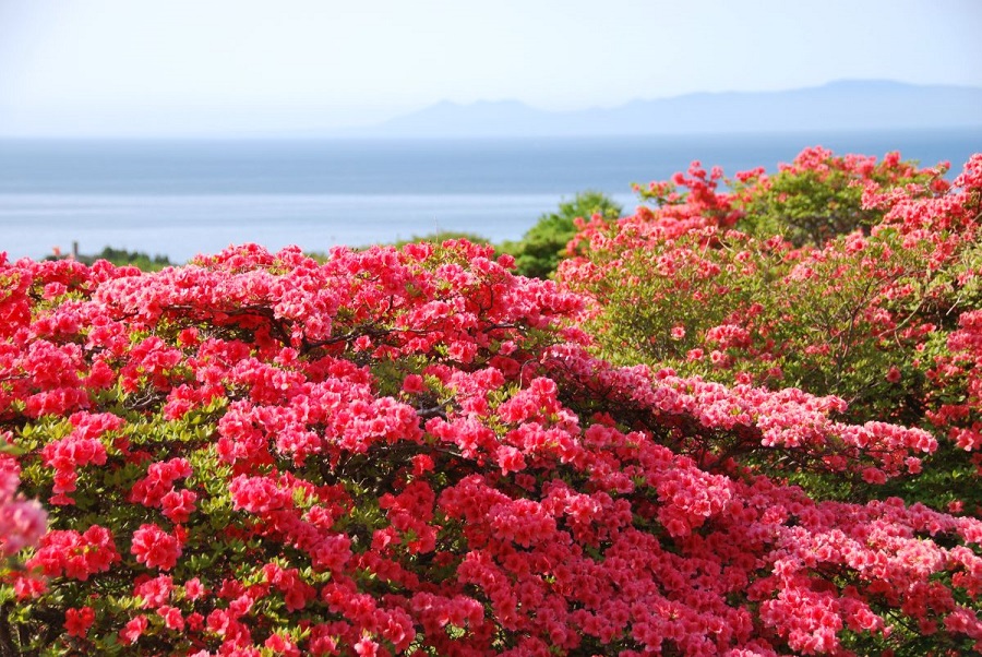 鮮やかなツツジは恵山の春の代名詞 鮮やかなツツジは恵山の春の代名詞