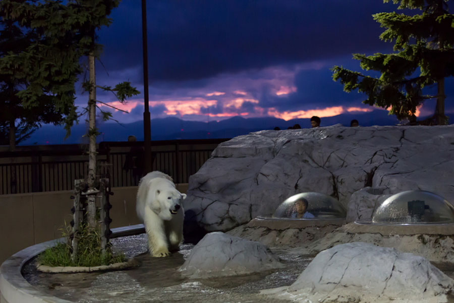 (写真提供:旭川市旭山動物園)