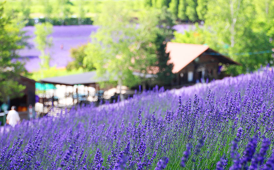 高い人気を誇るファーム富田の「トラディショナルラベンダー畑」