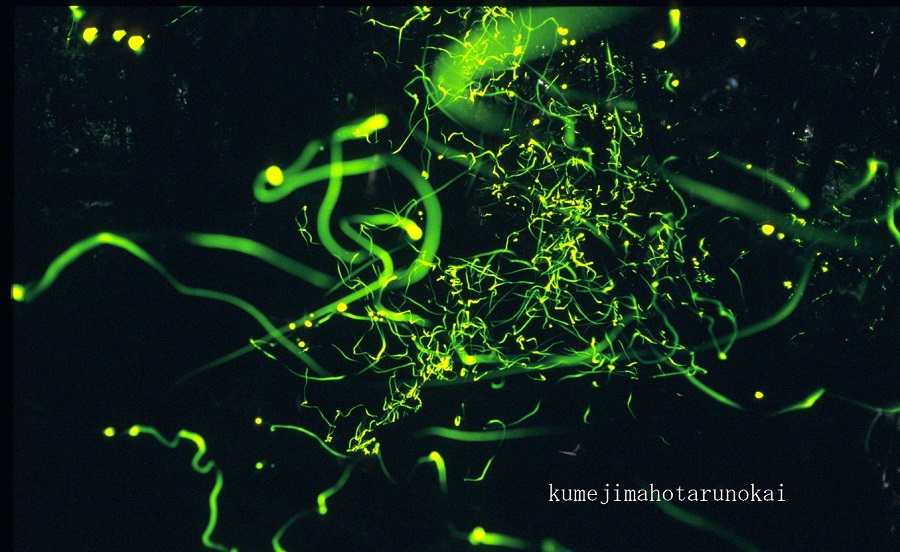 借用:久米島ホタルの会