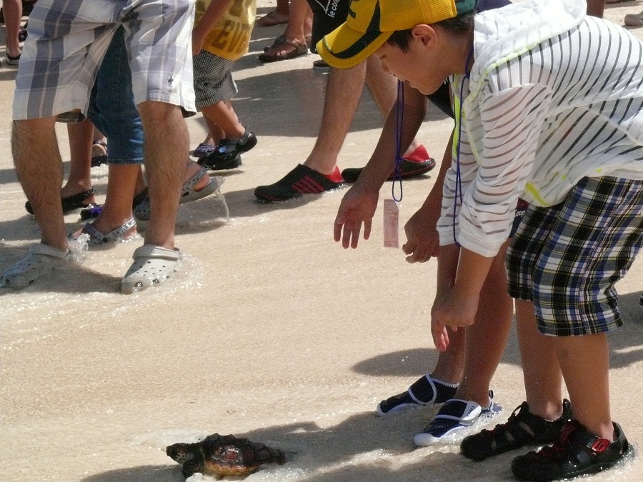 ウミガメ放流会の様子 ウミガメ放流会の様子