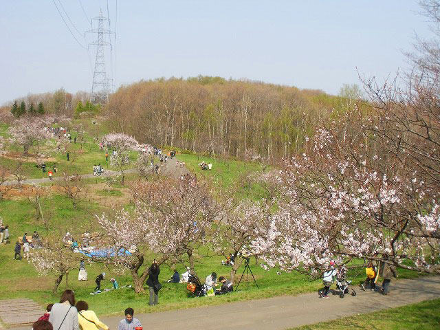 札幌に春の到来を告げる梅の開花を楽しもうと、毎年多くの人が訪れる