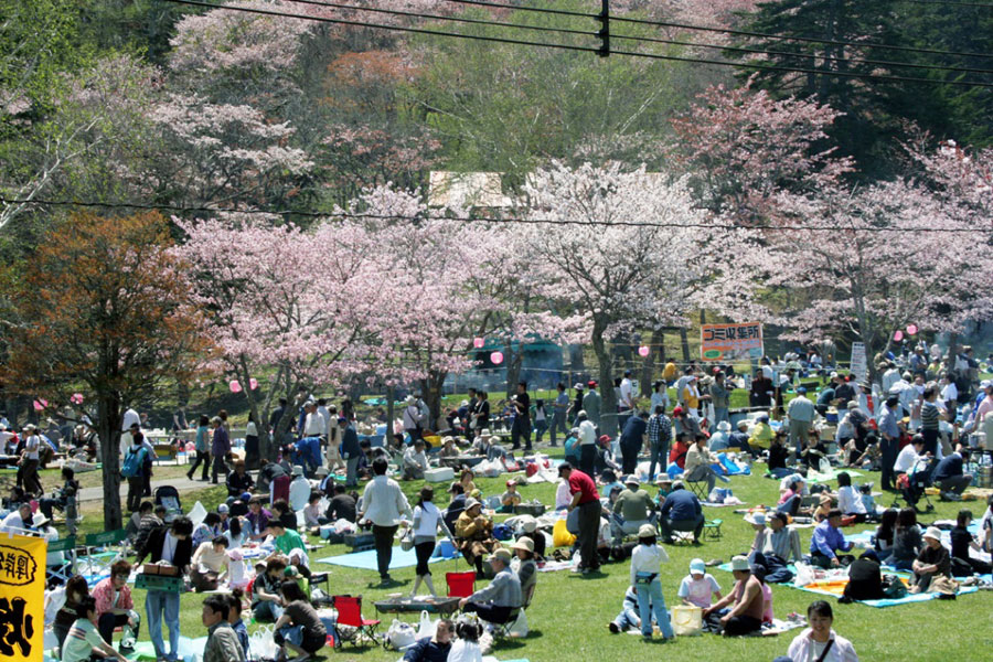 満開の桜の下で、厚岸特産の牡蠣を味わおう