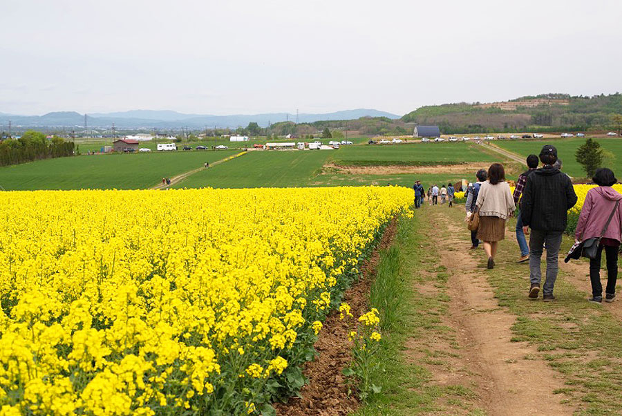 「北海道感動の瞬間(とき)100選」にも選ばれている滝川市の菜の花畑