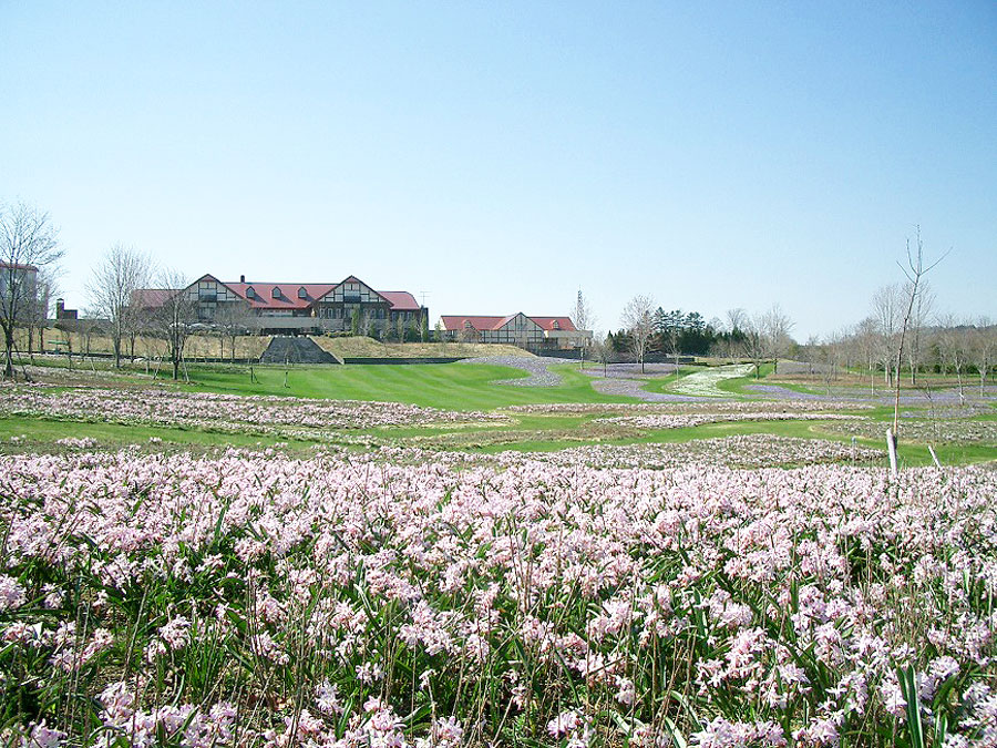 4月下旬から開花が始まるグローリーオブザスノー