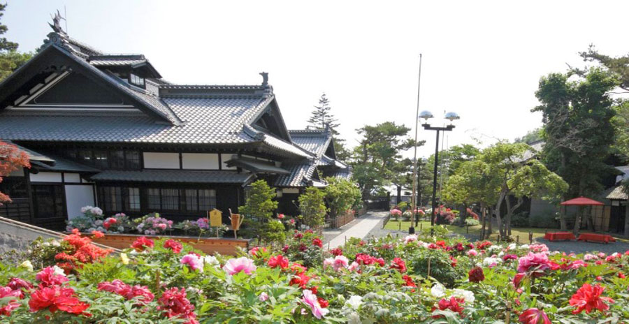 色とりどりの牡丹と芍薬が庭園一面に咲く