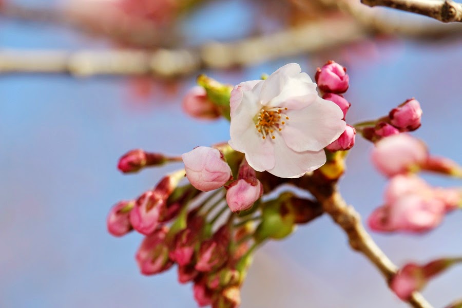 松前公園に咲くソメイヨシノ(写真はイメージ/提供:松前町役場商工観光課)
