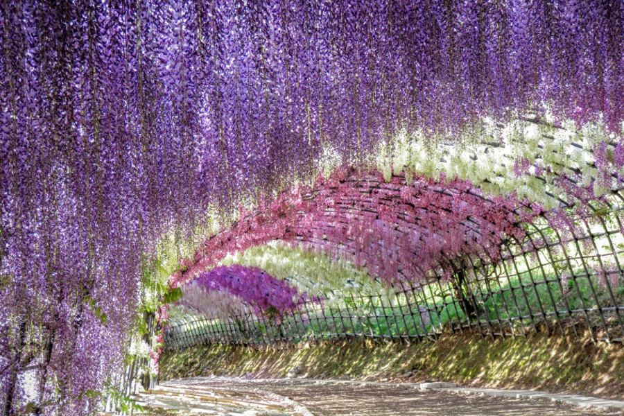 河内藤園の見どころのひとつ、「藤トンネル」 河内藤園の見どころの一つ、「藤トンネル」