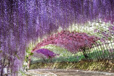 河内藤園の見どころの一つ、「藤トンネル」