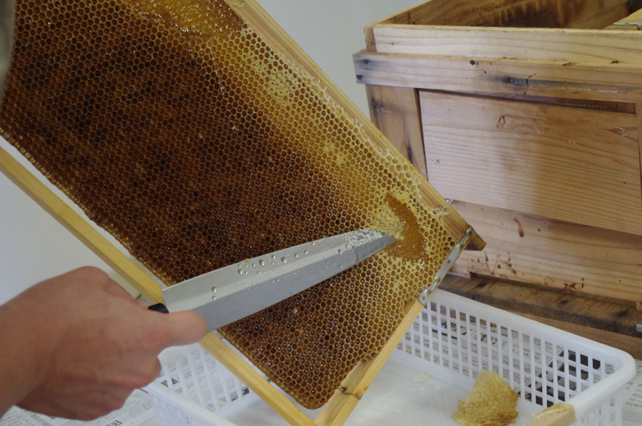 札幌の高校生が採密した蜂蜜をホテルが使用するのは初めてのこと