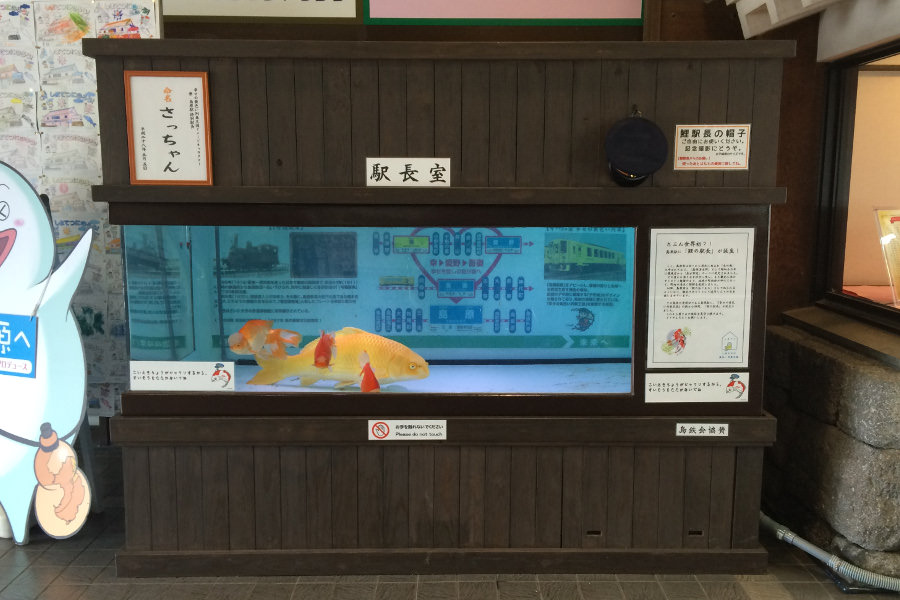 鯉駅長さっちゃんは、島原駅の改札口横に“常勤”している