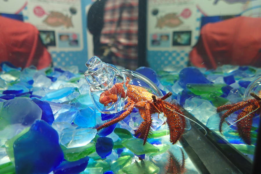 透明の貝殻を背負ったヤドカリの展示も