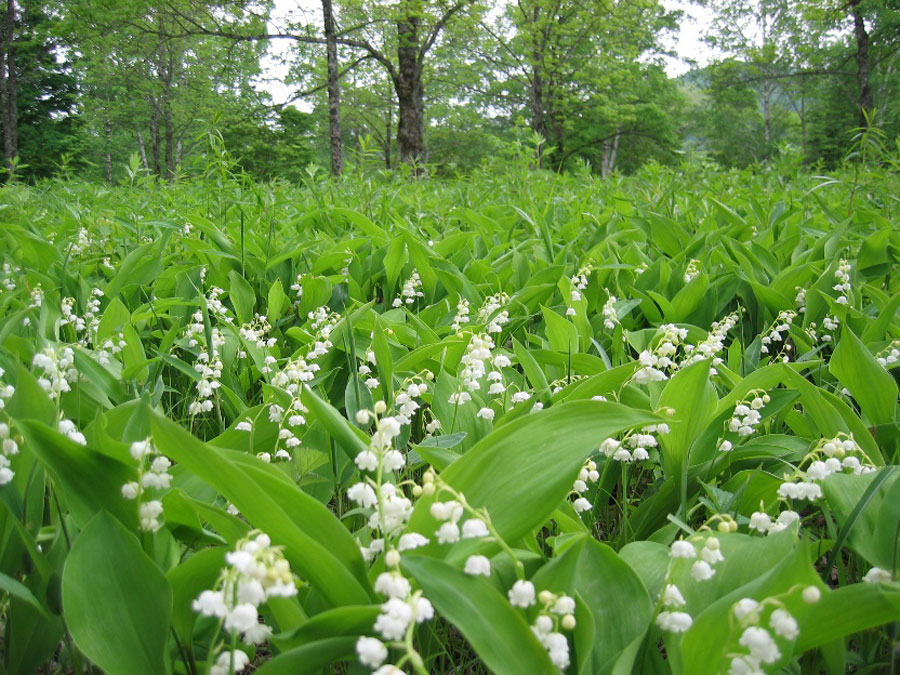 約15ヘクタールという広さの土地に、甘い香りのすずらんが広がる