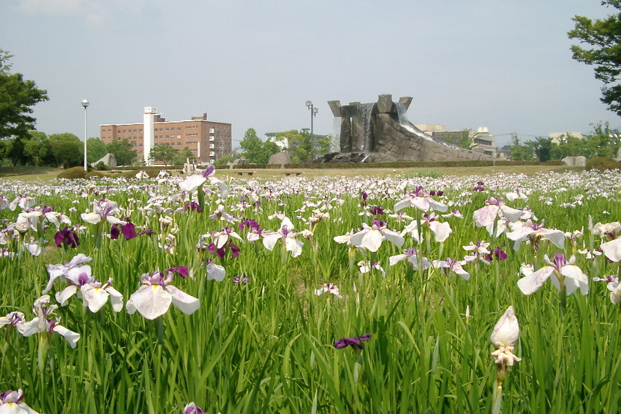 花菖蒲を背に、合唱団などによる演奏が行われる 花菖蒲を背に、合唱団などによる演奏が行われる