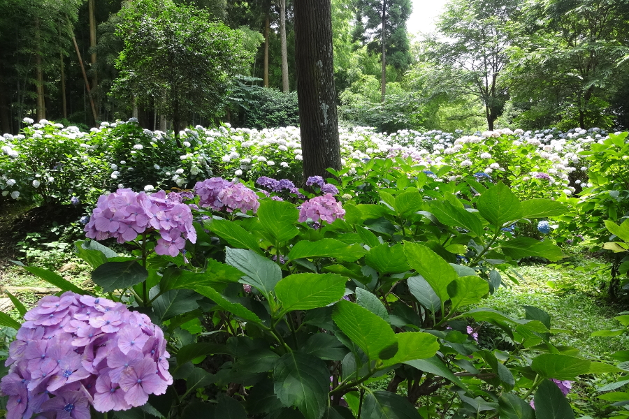 青、紫、白など、色とりどりのあじさいが咲く高良山あじさい園 青、紫、白など、色とりどりのあじさいが咲く高良山あじさい園