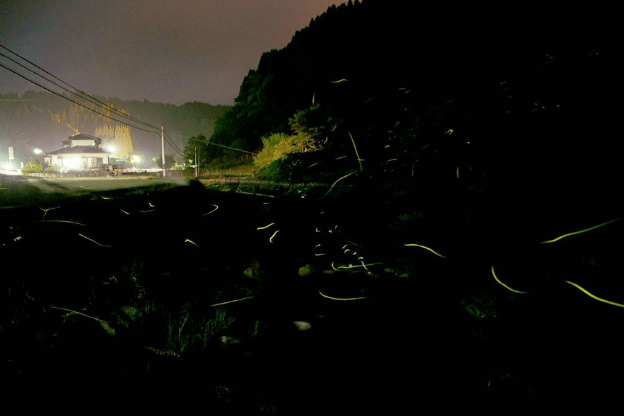 町田川上流のホタルは宝泉寺温泉の風物詩の一つだ 町田川上流のホタルは宝泉寺温泉の風物詩の一つだ