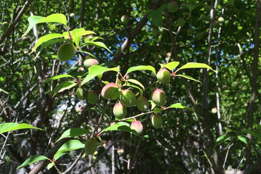 神域で育った梅を、ネット袋に詰め放題(初穂料500円) 神域で育った梅を、ネット袋に詰め放題(初穂料500円)