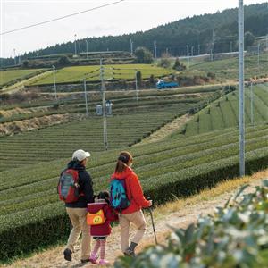 九州オルレ嬉野コースでは、うれしの茶の茶畑を眺めながら歩く