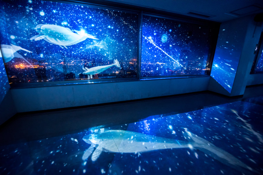 佐賀の夜空に様々な海の生き物が泳ぐ姿を見ることができます