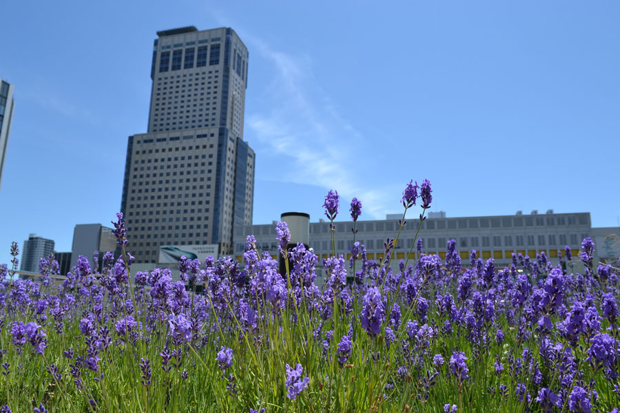 ラベンダー越しにJRタワーを望む。都市のなかの花園だ