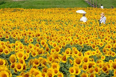 今年は、規模が広がり50万本が迎える「柳川ひまわり園」