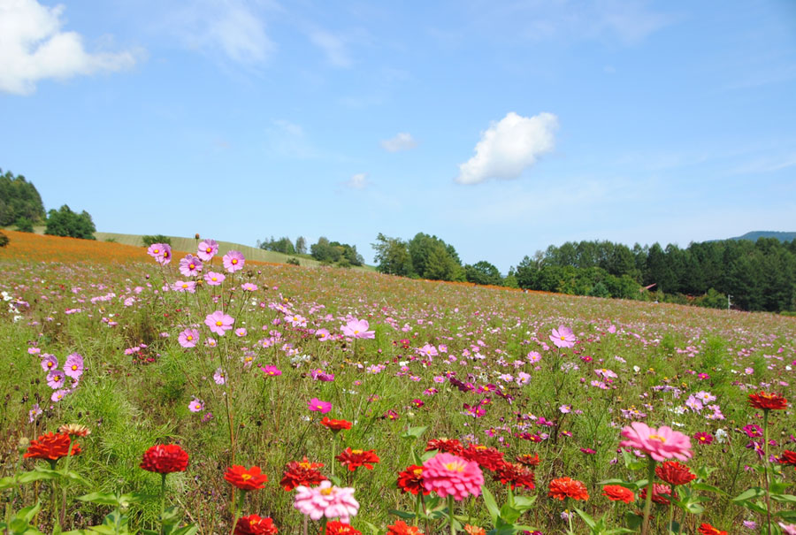 太陽の丘 えんがる公園に咲く9月のコスモス