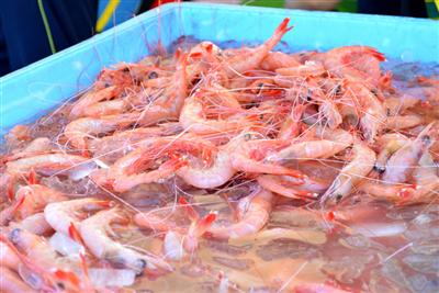 限定大特価の生たかえびも販売される「甑島えび祭り」
