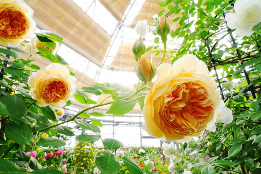 はな阿蘇美にしかない品種も咲き誇る「秋のバラ祭り」 はな阿蘇美にしかない品種も咲き誇る「秋のバラ祭り」