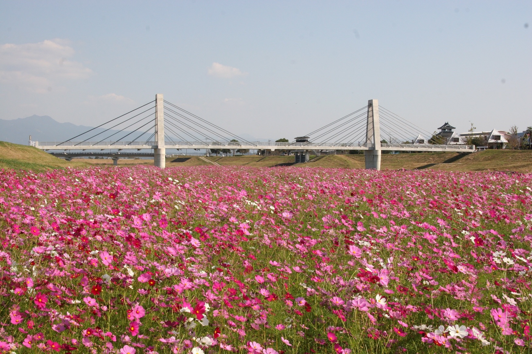 ▲菊池川河川敷のコスモスが楽しめる「菊池市ふるさとコスモスまつり」 菊池川河川敷のコスモスが楽しめる