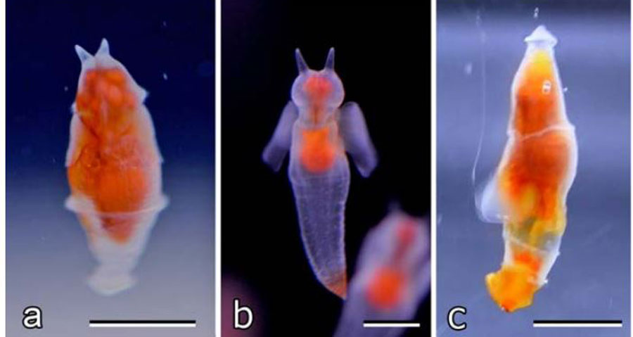 a/新種のクリオネ「ダルマハダカカメガイ」。ずん胴の体型。b/既知のクリオネ。c/ダルマハダカカメガイが捕食時に行う探索行動の様子