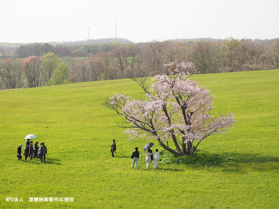 撮影に使われた「崎守町の一本桜」は、樹齢100年以上のエゾヤマザクラ モルエラニの霧の中