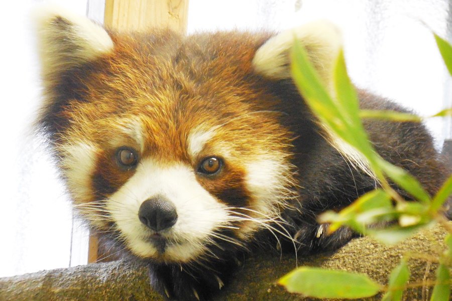 あの風太の孫、レッサーパンダの「まい」 あの風太の孫、レッサーパンダの「まい」