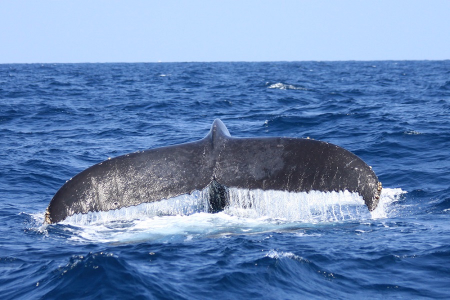 ※今回目撃されたザトウクジラの写真ではありません。