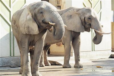 元気に生活する「熊本市動物園」の動物達