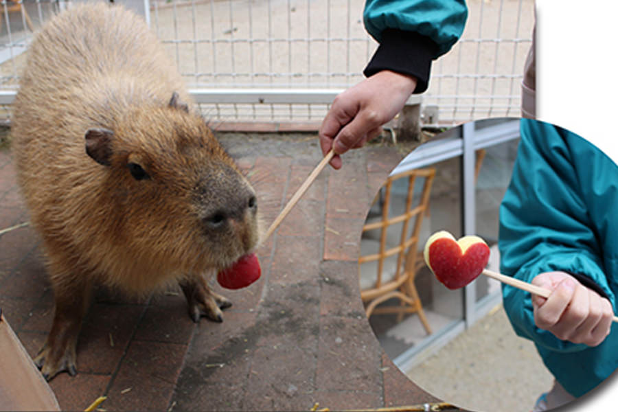いつもはささの葉のところ、特別にハートのリンゴをプレゼント スペースワールドのカピバラ餌やり体験