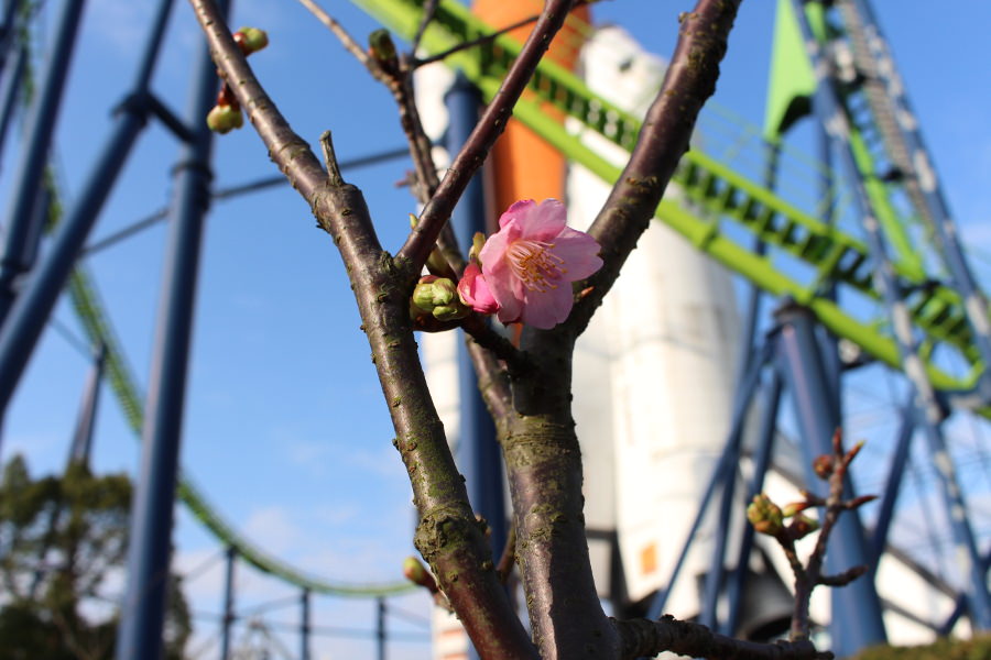 スペースシャトル近くで咲いた河津桜 スペースワールドの河津桜