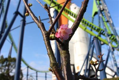 スペースワールドの河津桜