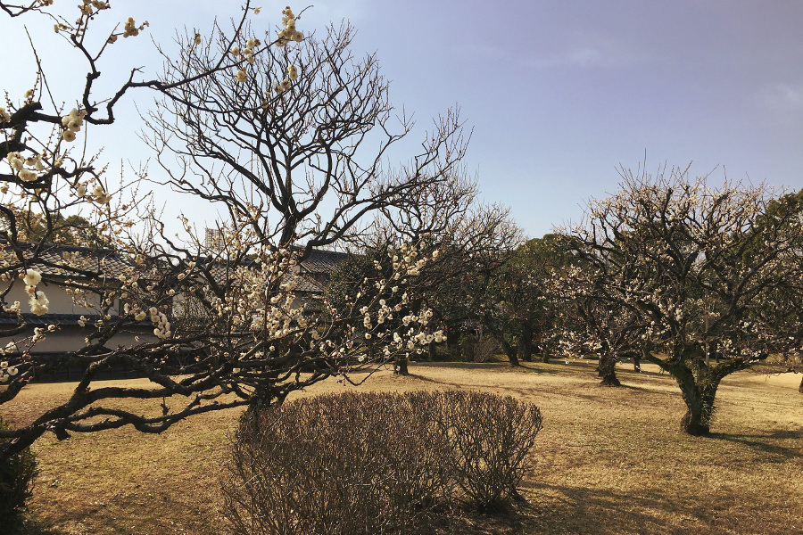 梅の花がほのかに香り始めた「旧細川刑部邸」北側の梅園 「旧細川刑部邸」北側の梅園