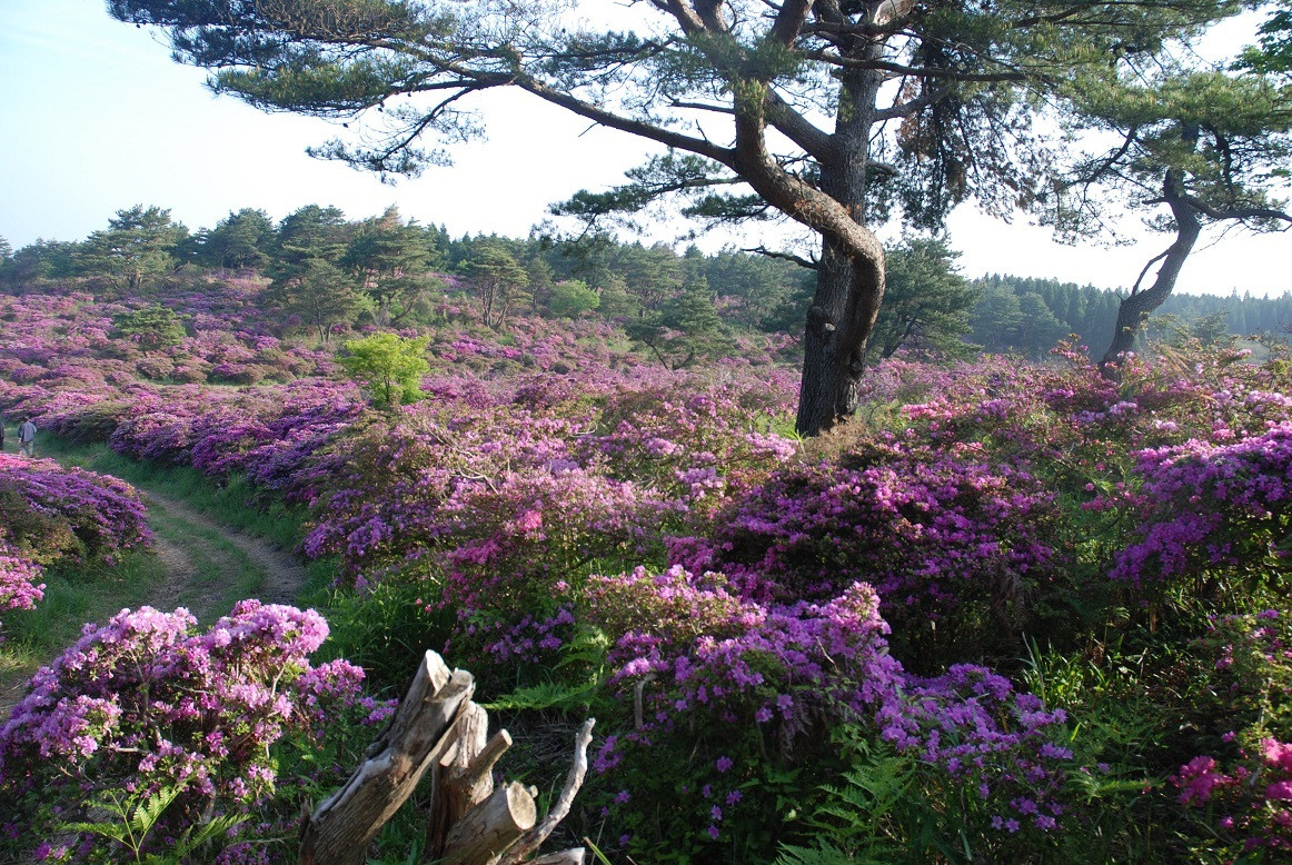 登山道途中にある広さ約4ヘクタールのミヤマキリシマの群生地