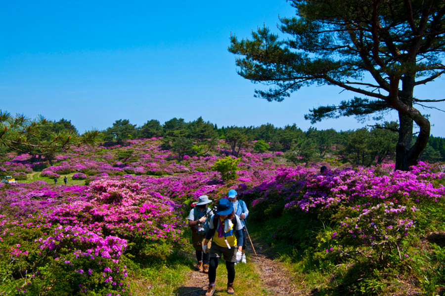 穏やかなハイキングコースが続く登山道